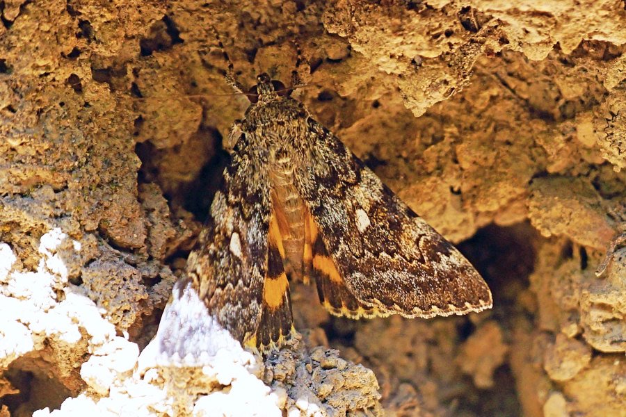 Catocala nymphaea - Erebidae